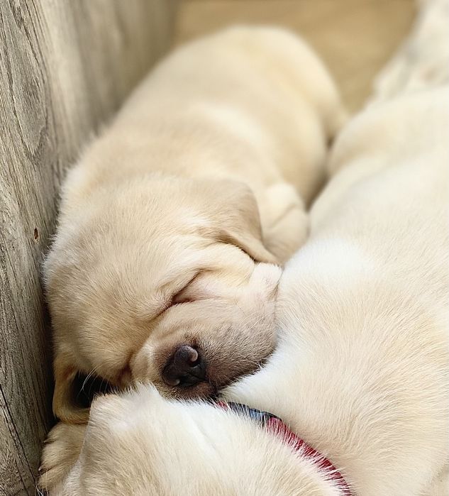 Качественные щенки в питомнике!