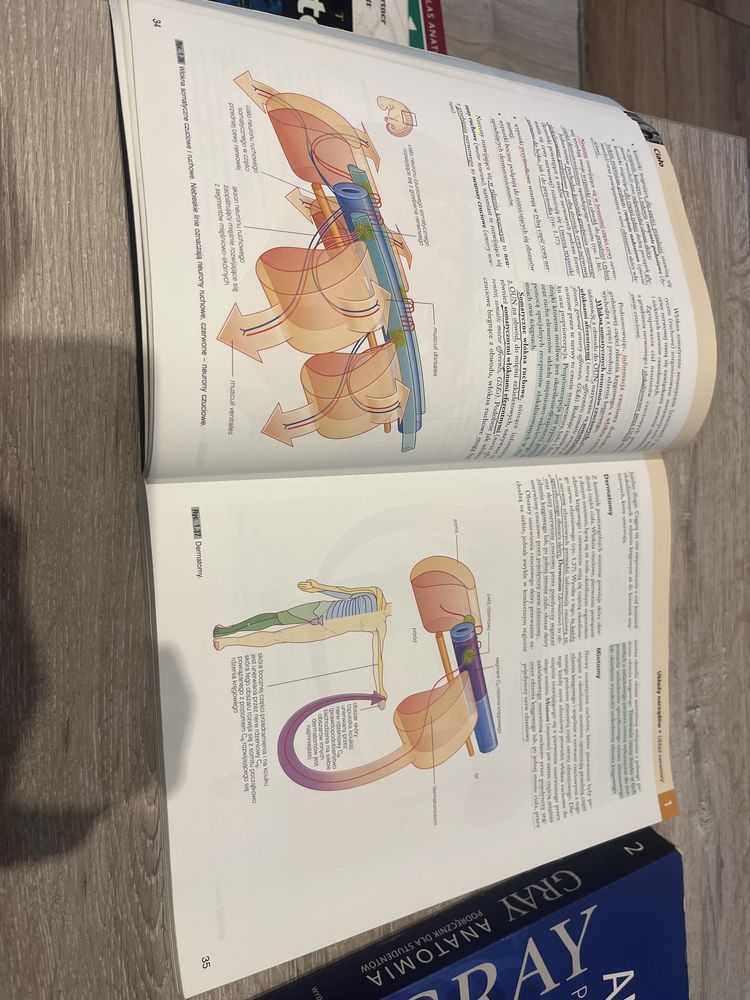 Gray anatomia tom 1, 2
