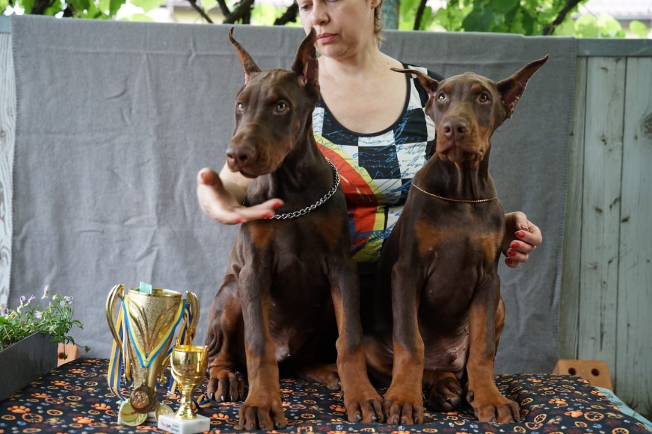 Doberman europejski chlopiec 4 miesiace FCI