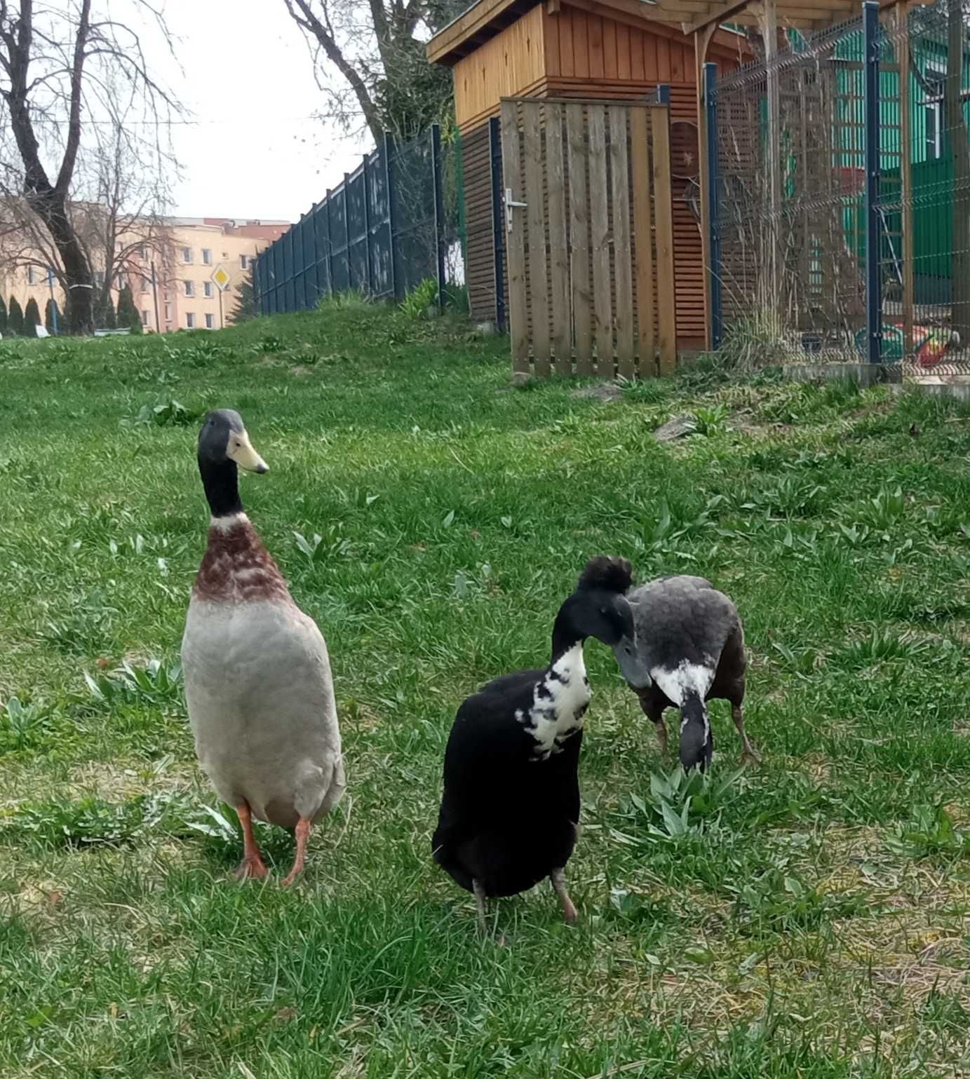 Biegus indyjski -jaja lęgowe