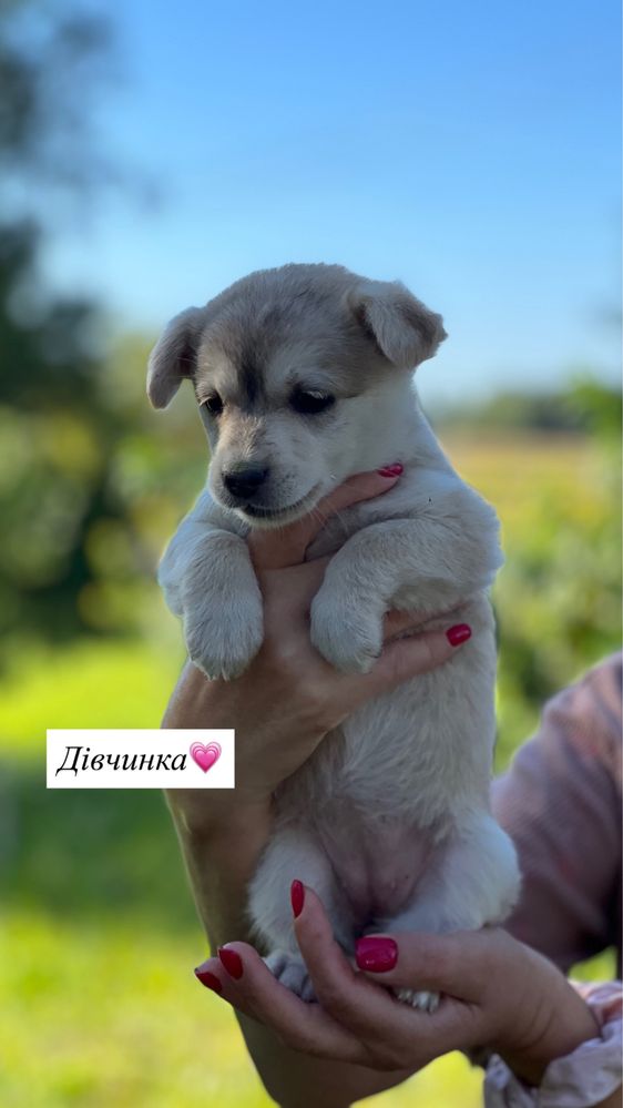 Віддам дівчаток цуценят безкоштовно