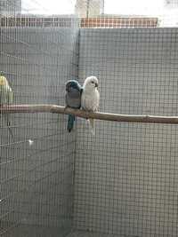 Casal de conures 2021