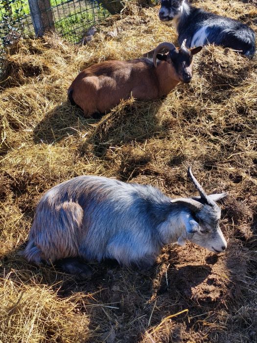 Vendo cabras prenhas