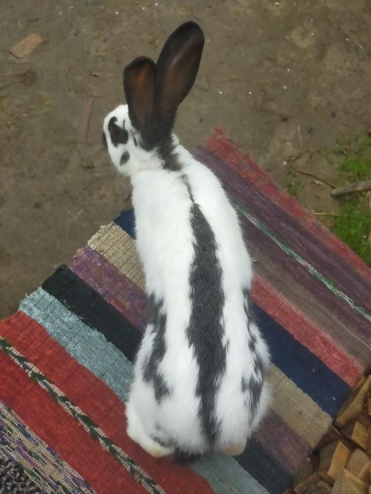 Кролі на плем'я Строкачі. Кролики, молодняк,кітні самки, робочі самці