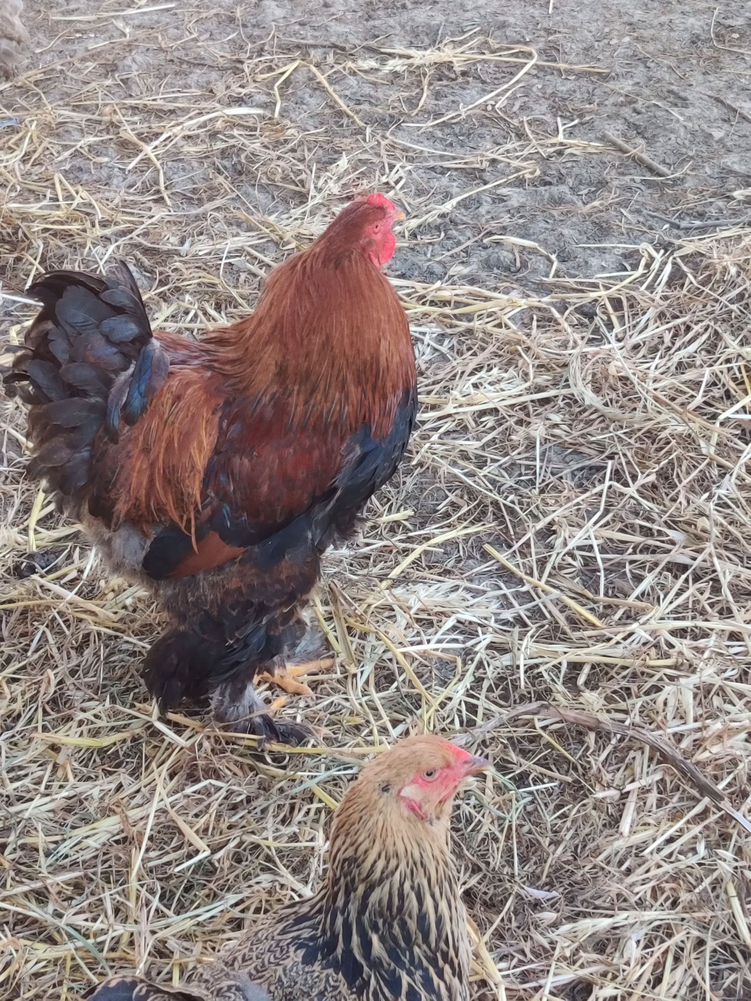 Ovos galos e galinhas brahma