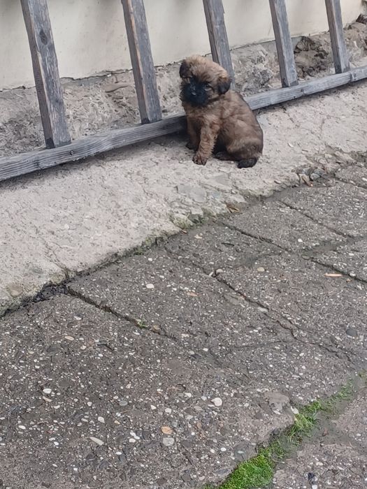 Suczki York mix maltańczyk