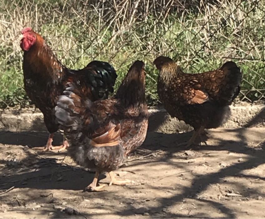 Jaja legowe od kur ozdobnych;   padewskie trojkolorowe i inne