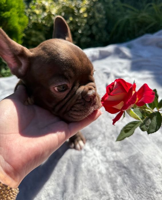 Ваше шоколадное счастье