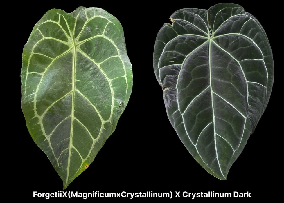 ForgetiiX (MagnificumxCrystallinum) X Crystallinum Dark nasiona