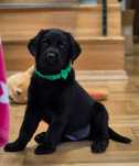 Czarna suczka labrador retriever ZKwP FCI