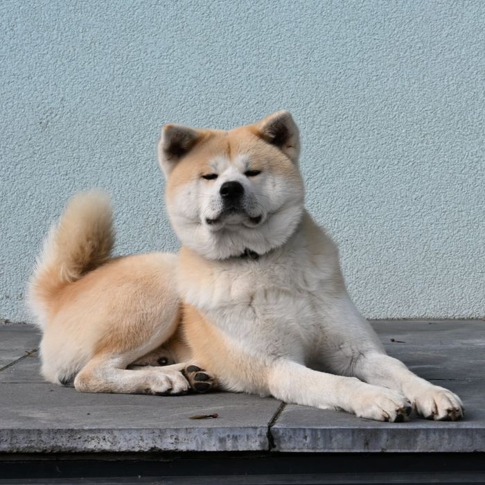 Akita inu akita japońska suczka po Championie Polski