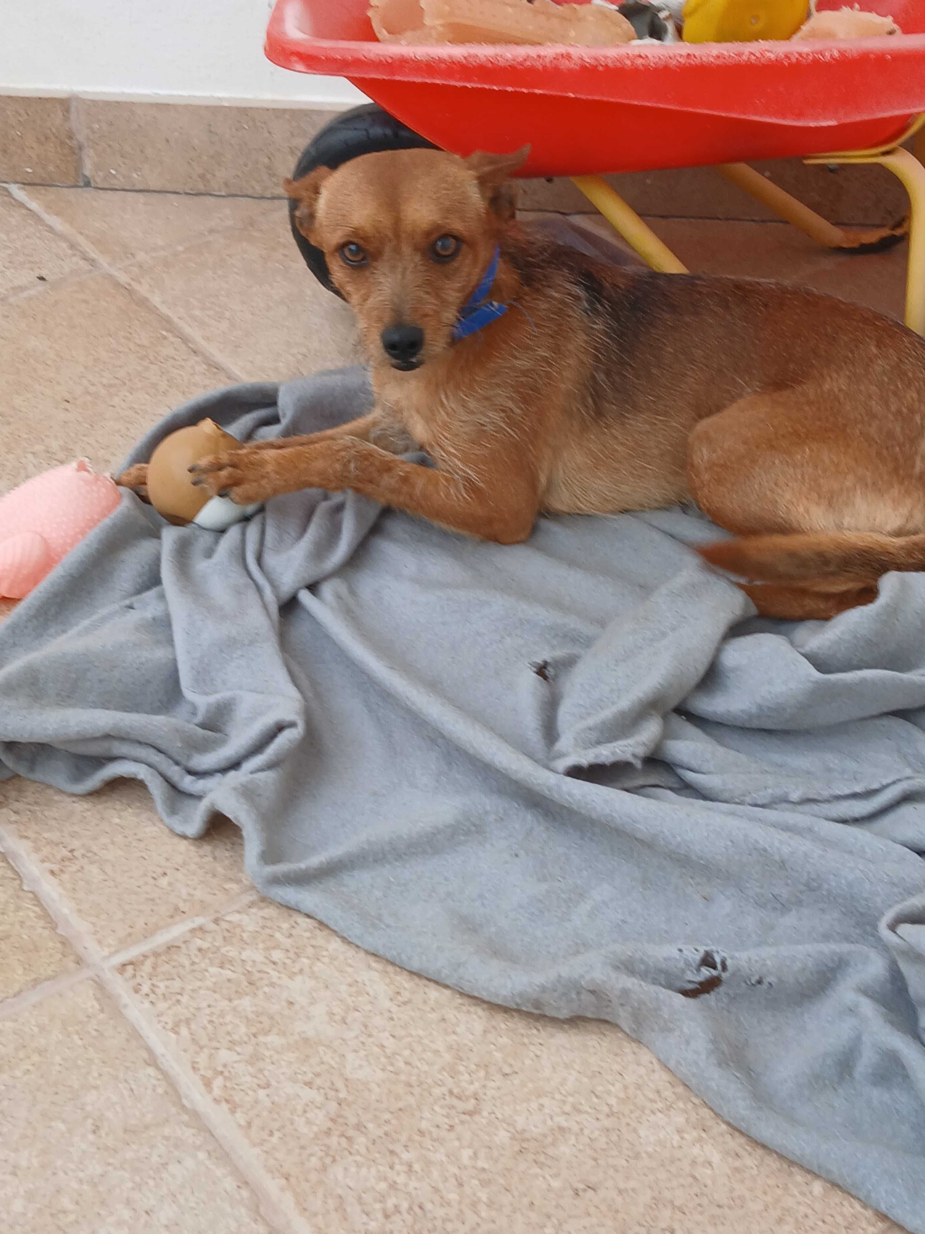 Cão para adoção responsável