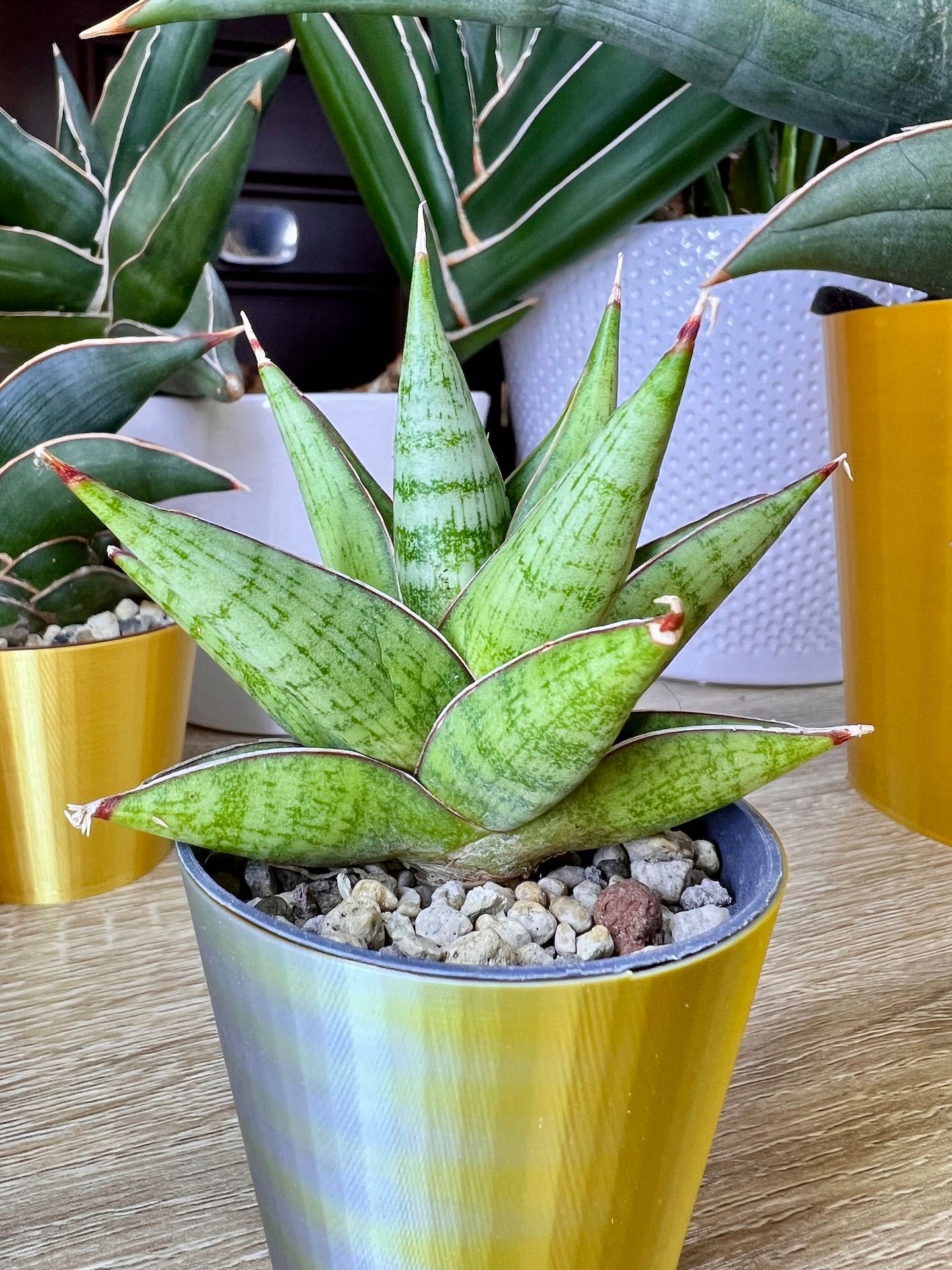 Sansevieria hybrid Digito sansewieria