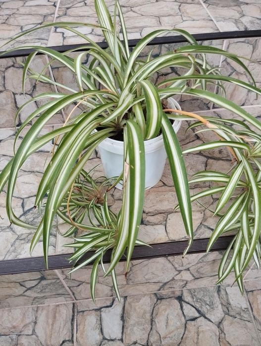 Хлорофітум трав'яниста рослина