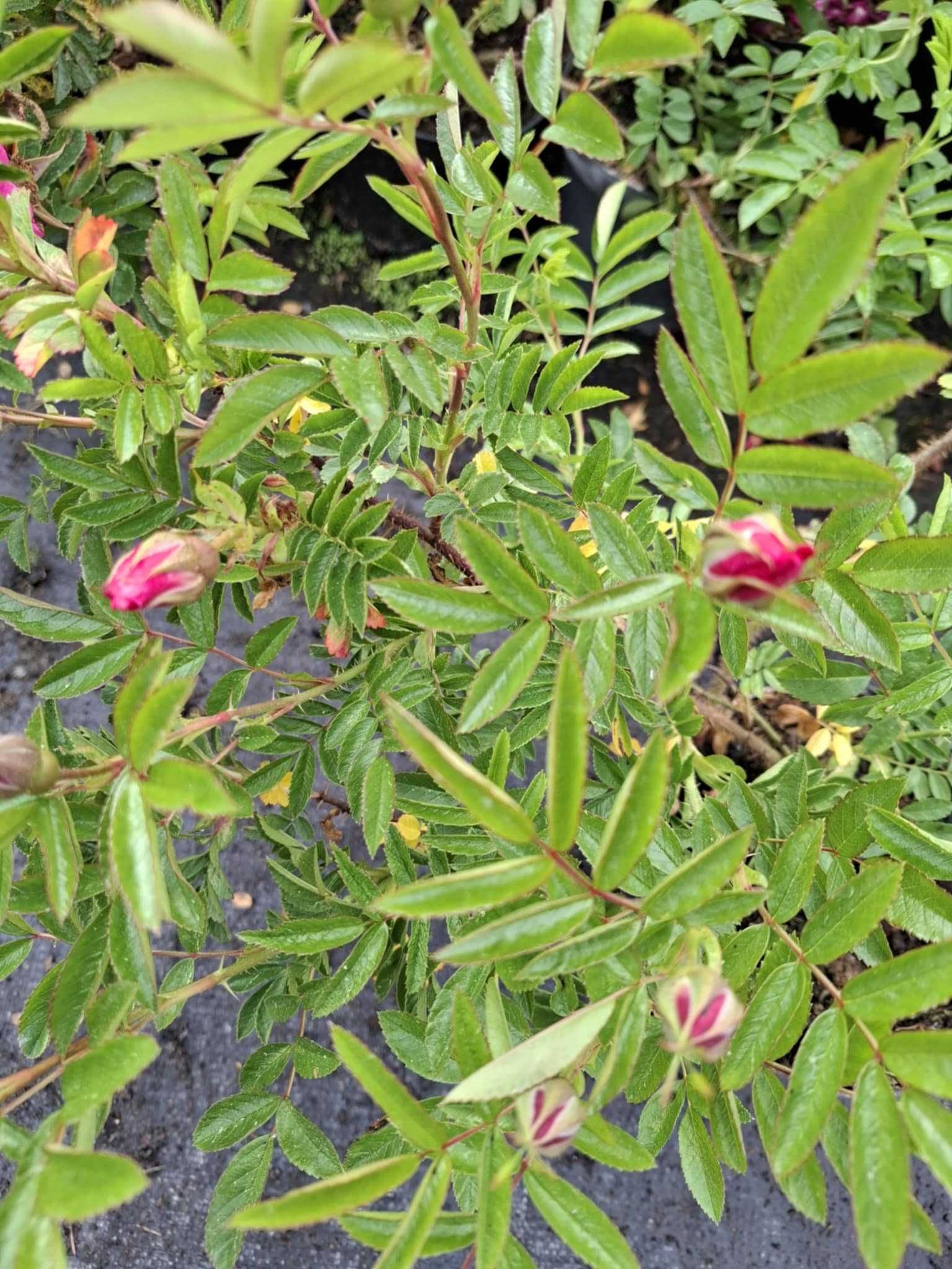 Róża okrywowa Rosa DART'S DEFENDER 'Defender'