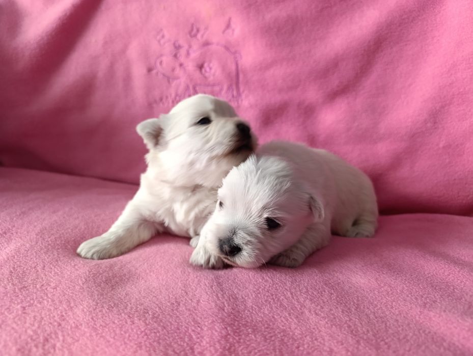 West * Highland * White * Terrier piesek z rodowodem