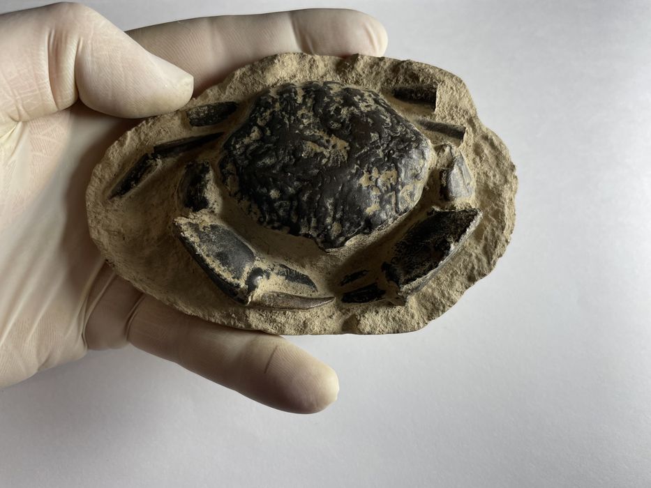 Krab skamienialosc na matrycy