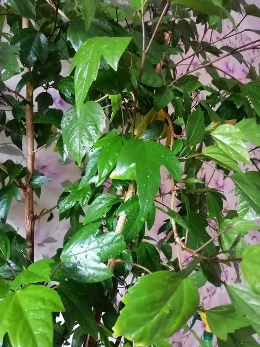 гигантское дерево гибискус китайская роза 1, 6 метра