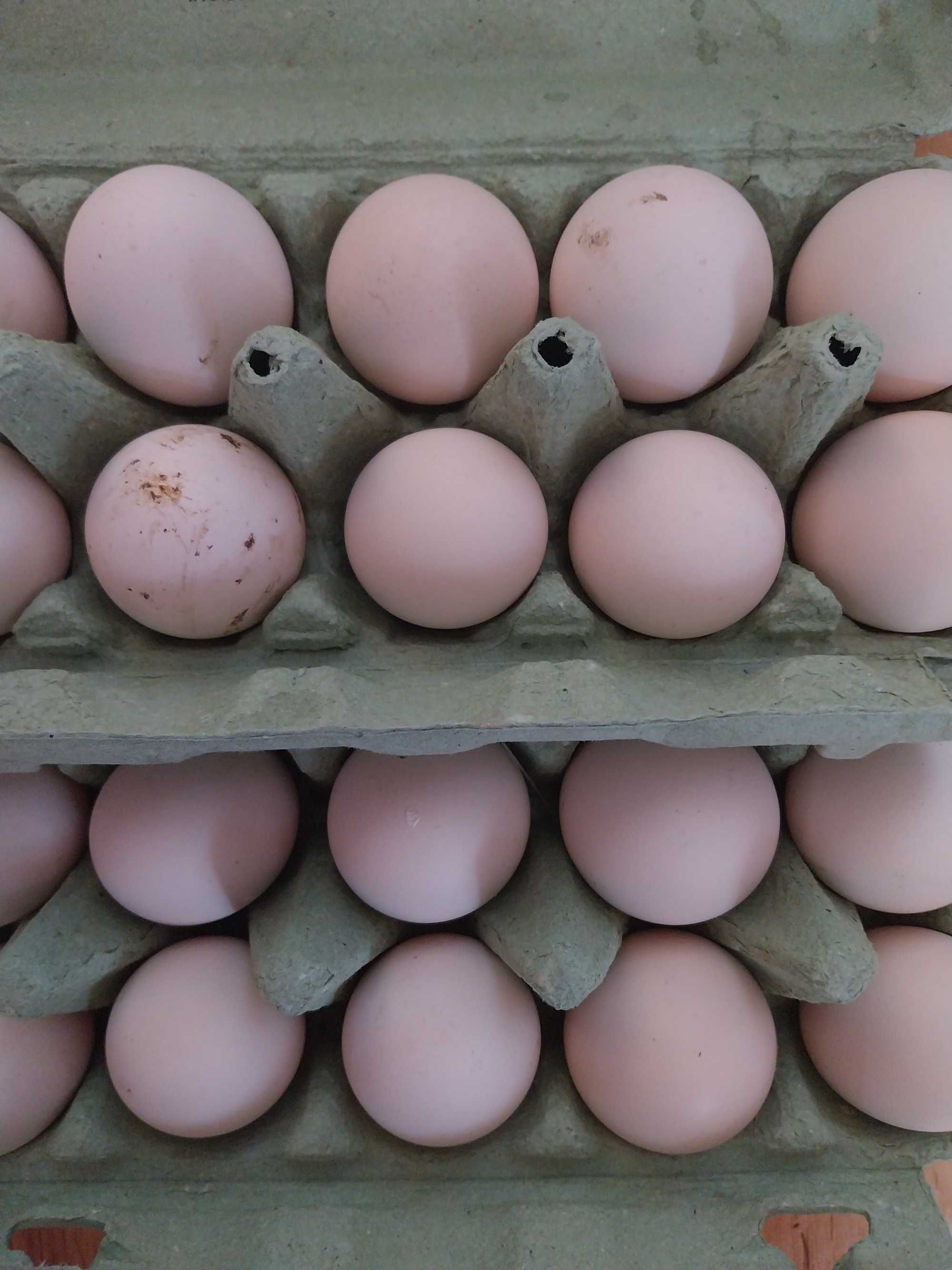 Jajka, jajeczka legowe zielononozki sztuk 30 dostawa 0zl