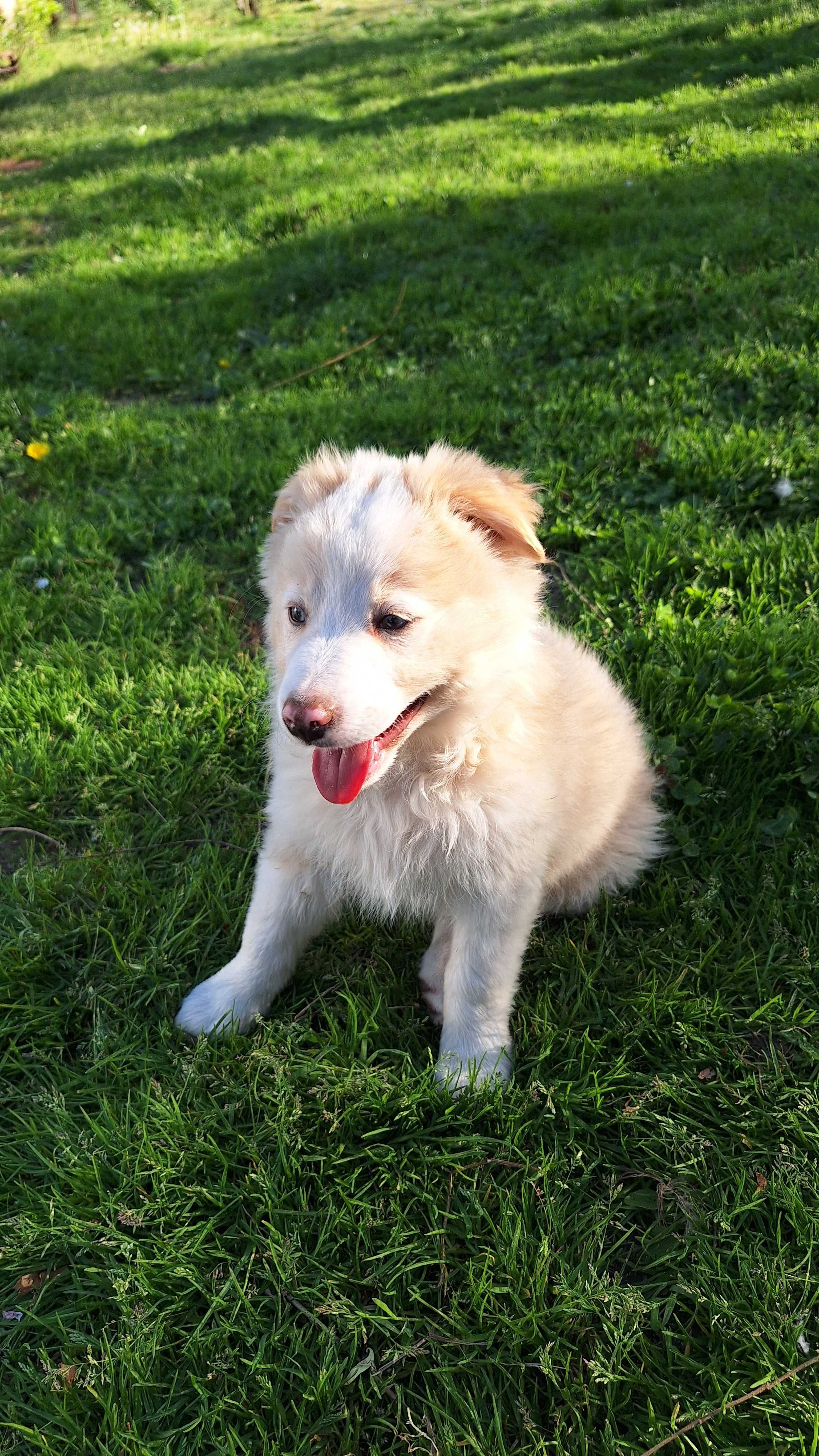 Border Collie, Ee Red