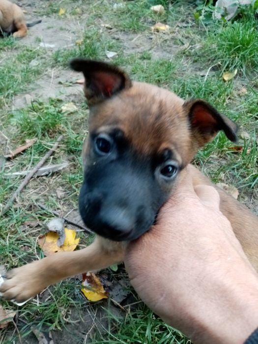 Бельгійська овчарка 2 місяця