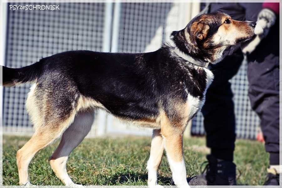 Klara – Twoja kandydatka na członka rodziny - pokochaj