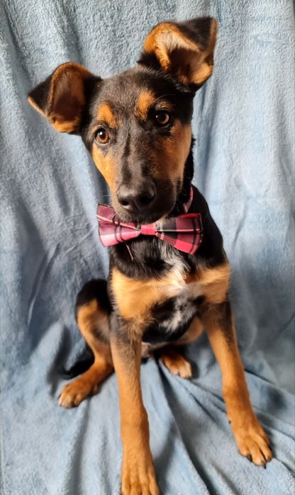 Towarzyski szczeniak do adopcji