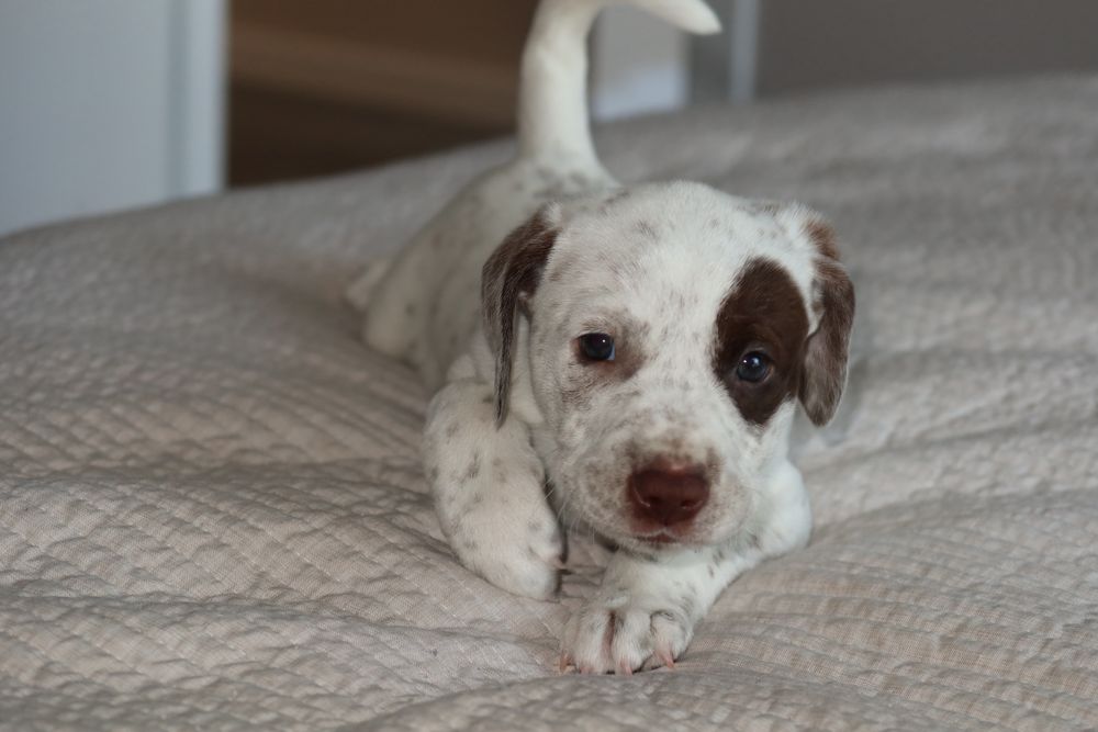 Далматинець хлопчик