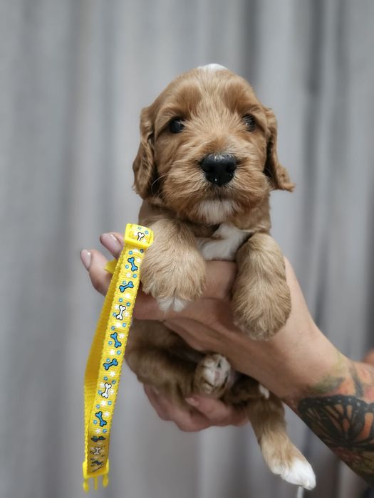 Cockapoo F1 Śliczny chłopak-BADANIA