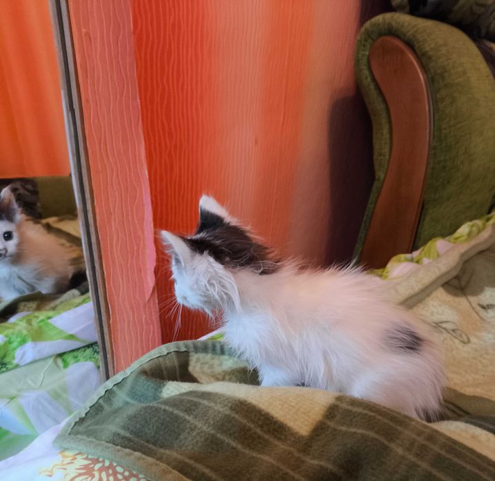 Кошеня хлопчик безкоштовно