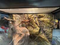 Chilobrachys electric blue dorosly samiec