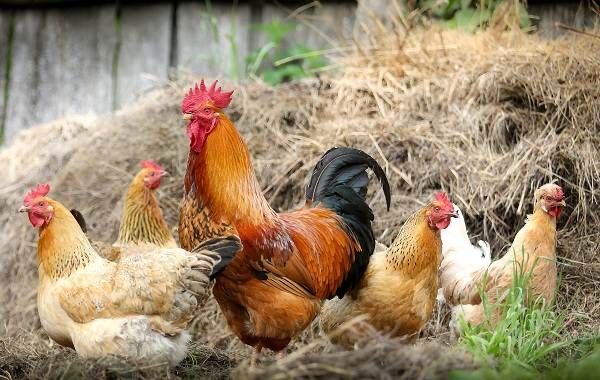 Продаж інкубаційного яйця