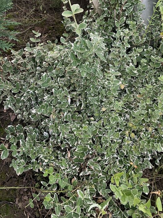 Саджанці : туя , самшит, ялівець, бересклет , Кипарисовик