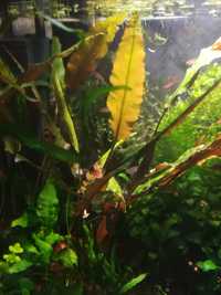 Cryptocoryne roślina akwariowa