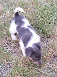 Jack russell terrier