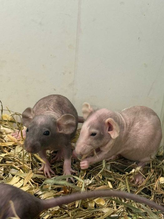 В продажу щурики