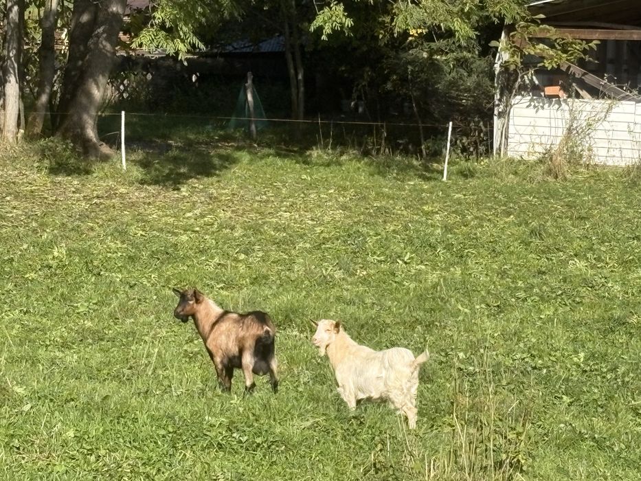 Sprzedam dwa dorodne capy po kozach mlecznych