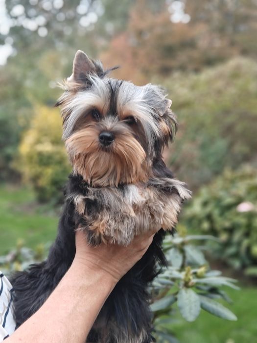 Yorkshire Terrier suczka ZKwP FCI