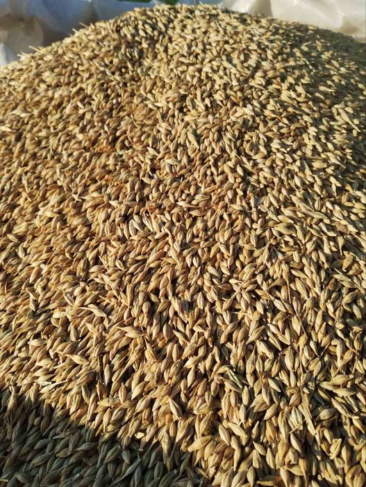 Насіннєвий озимий ячмінь сорт "NORMAN" шестирядний, перша репродукція