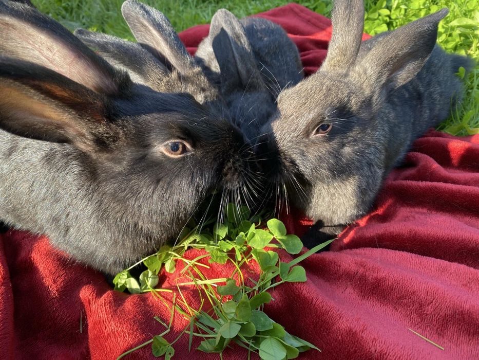 Продам кролі.   Ю