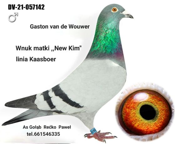 Gołębie Gaston van de Wouwer,  Hurrican
