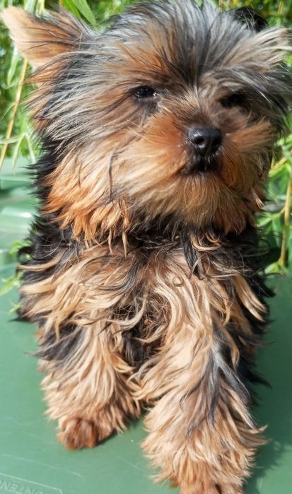 Szczeniak York Terrier. Miniaturka. Piesek