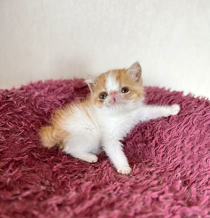 Плюшові екзотики