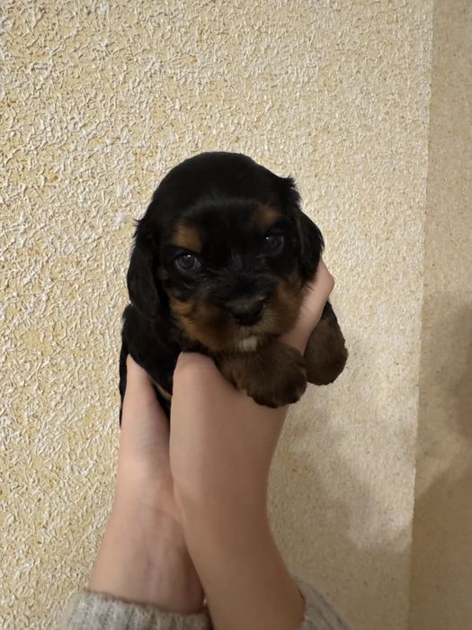 Cavapoo, pudel red i cavsloer king charles spaniel