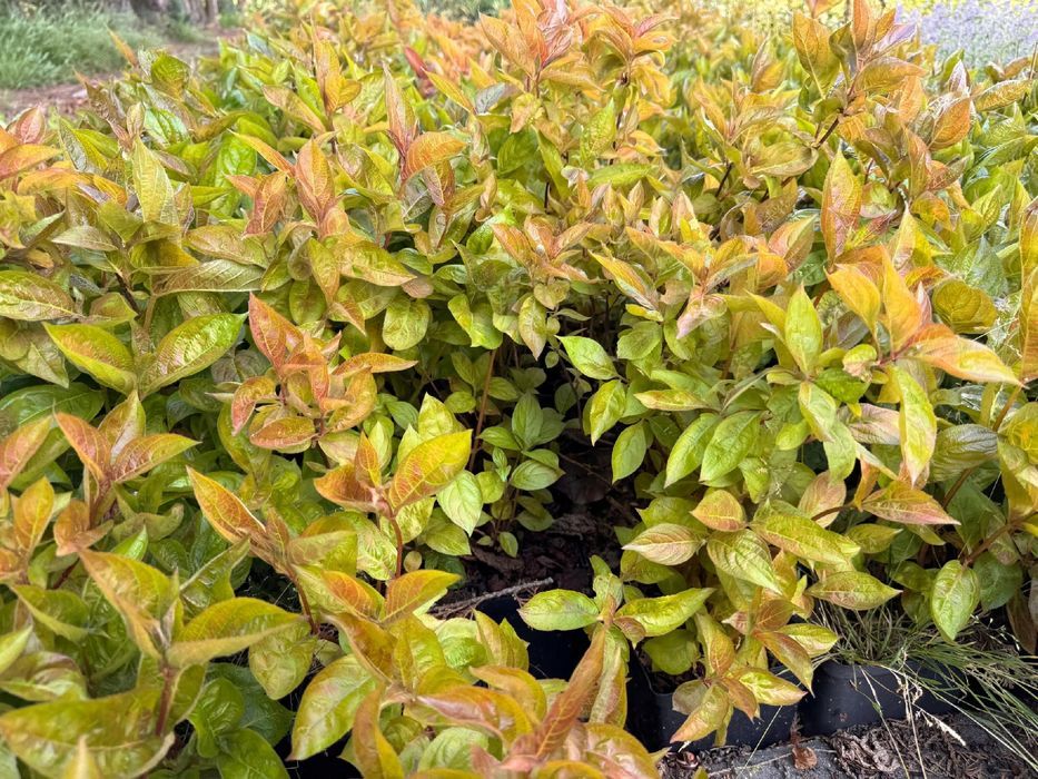 Krzewuszka cudowna 'Wings of Fire' (Weigela florida) Doniczka 2.0L