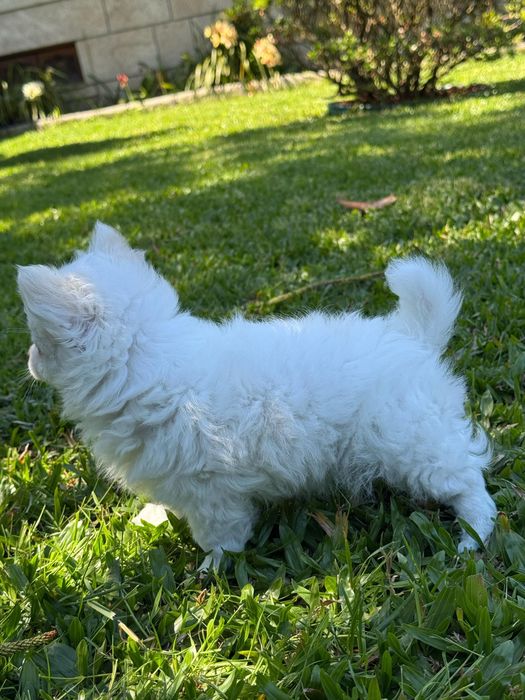 Maravilhoso chihuahua pelo comprido