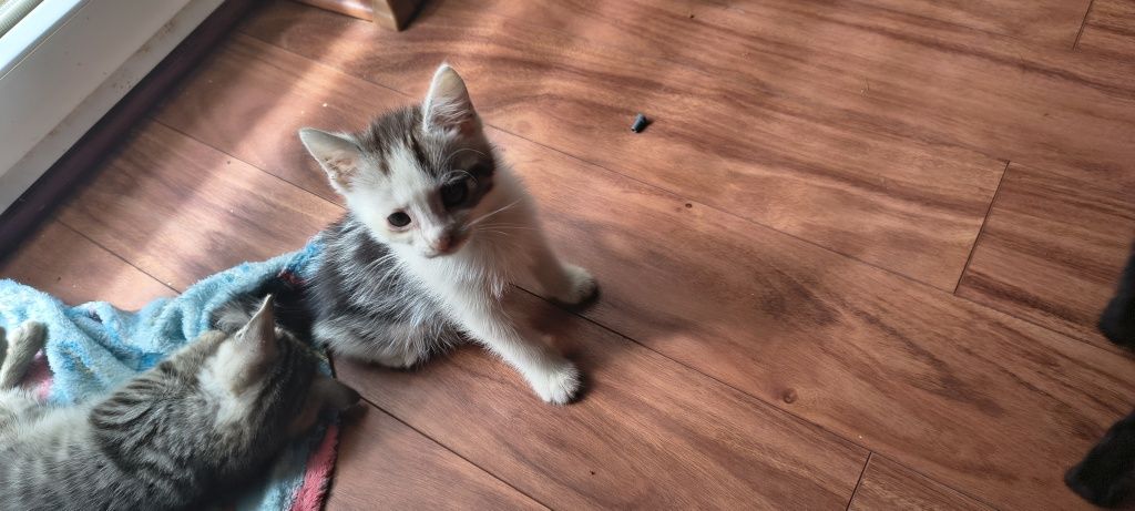 Kot Kotek Kocurek oddam, do adopcji