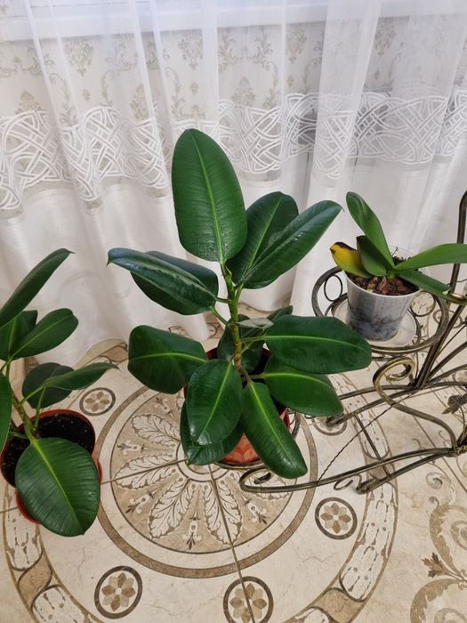 Продам або обміняю Фікус