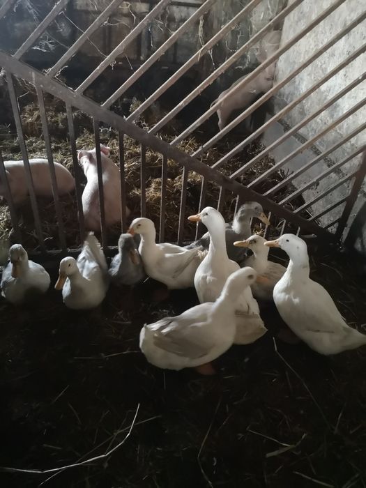 Ekologiczna kaczka tuszka