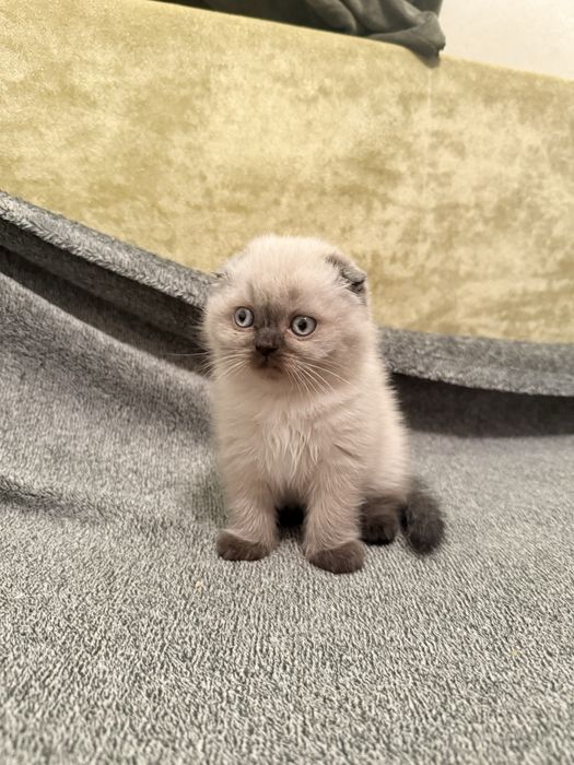 Дівчинка та хлопчик шотландці висловухі кошенята